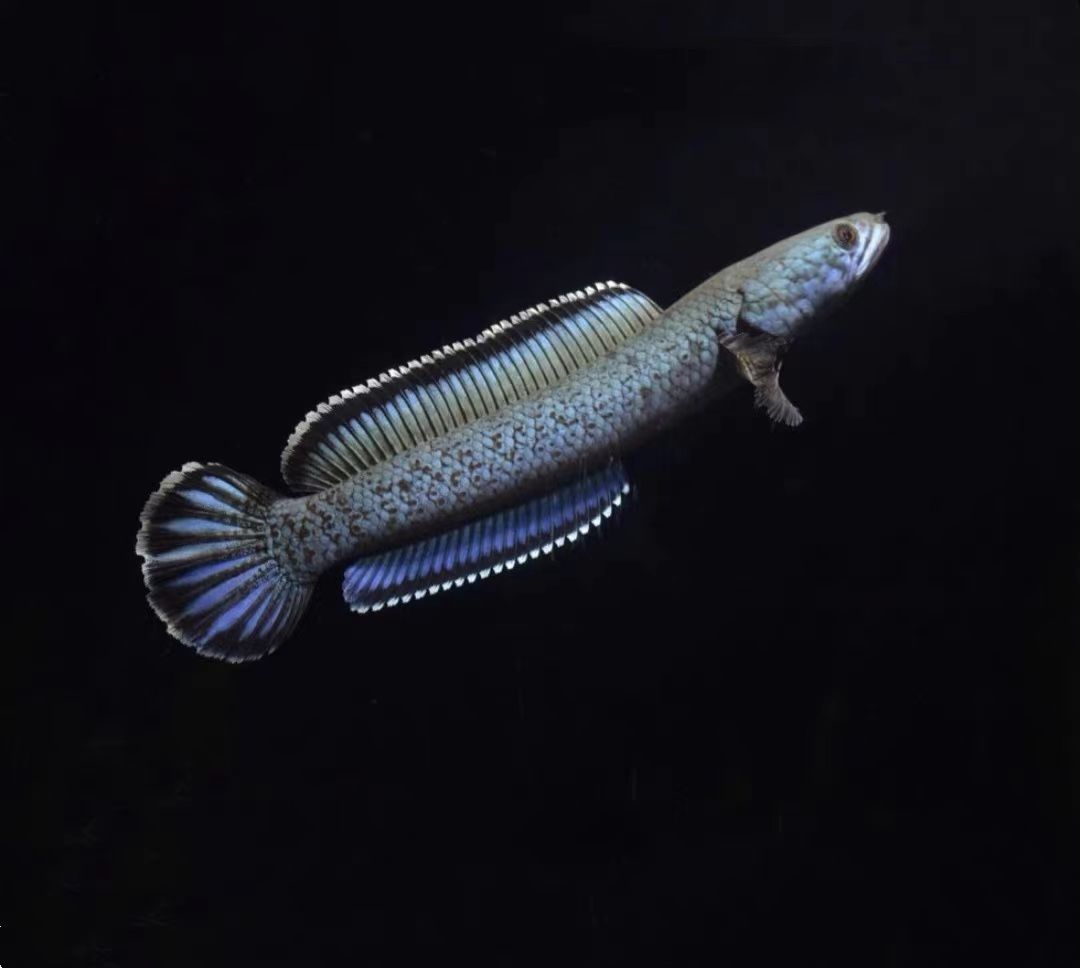 龍魚和雷龍魚哪個好釣些：龍魚和雷龍魚哪個更好釣