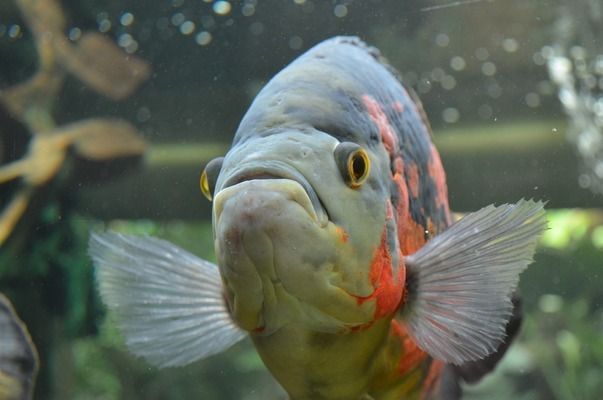 六角恐龍魚怎么喂食教學（六角恐龍魚食物新鮮度判斷）