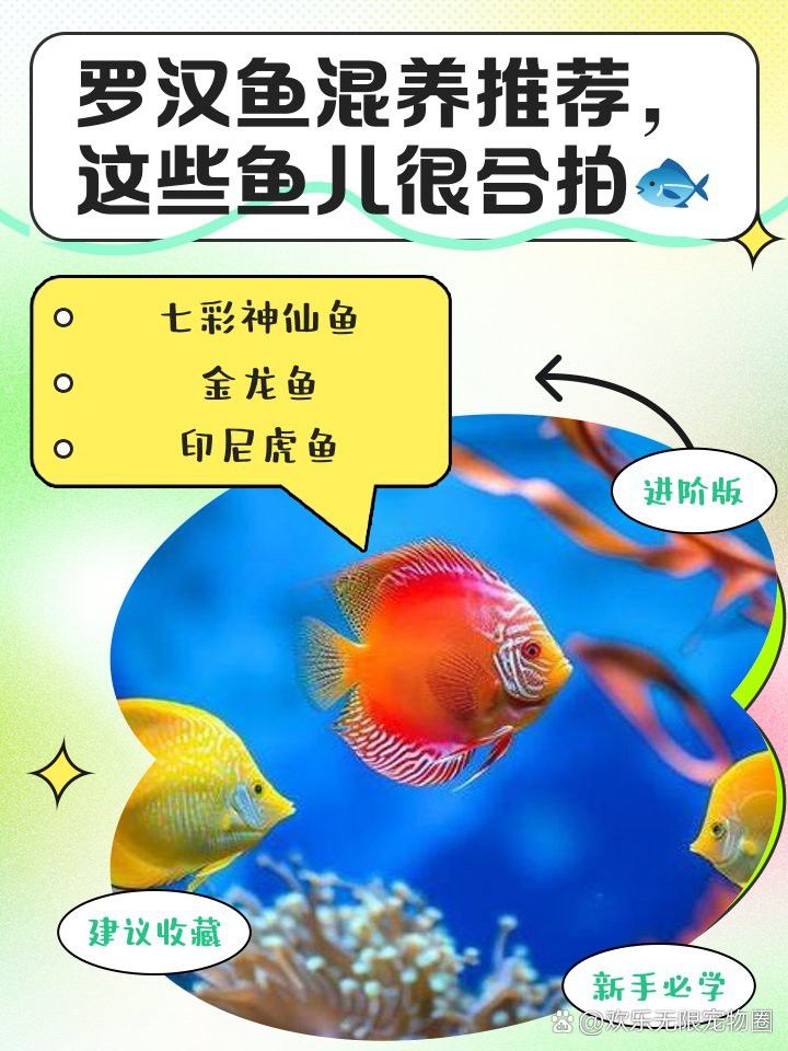 金龍魚(yú)和羅漢魚(yú)可以混養(yǎng)嗎 金龍魚(yú)和羅漢魚(yú)可以混養(yǎng)嗎 龍魚(yú)百科 第3張