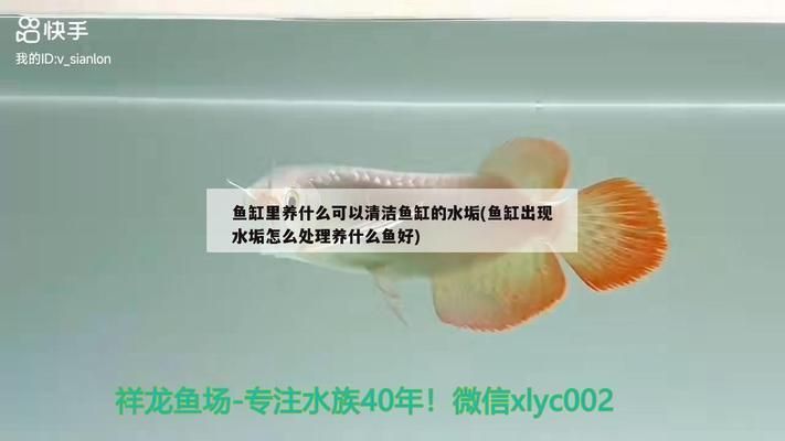 龍魚魚缸過濾：如何選擇適合龍魚的濾材，龍魚缸水質(zhì)維護技巧