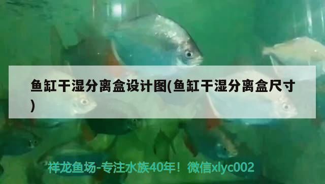 金龍魚30度水溫行嗎（金龍魚水溫調節方法） 金龍魚30度水溫行嗎（金龍魚水溫調節方法） 龍魚百科 第4張