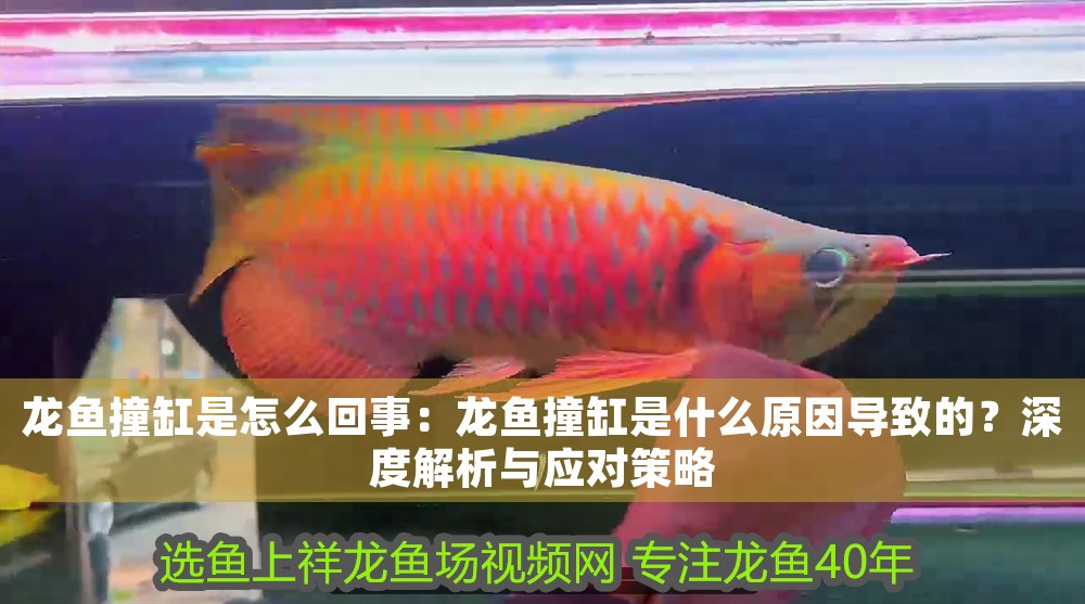 龍魚撞缸是怎么回事：龍魚撞缸是什么原因導致的？深度解析與應對策略