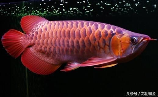 什么龍魚最貴最好養(yǎng)，2024年世界上最貴的金龍魚品種