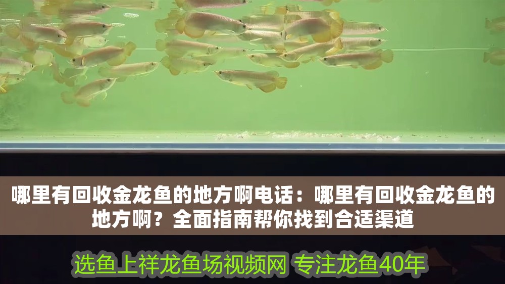 哪里有回收金龍魚的地方啊電話：哪里有回收金龍魚的地方啊？全面指南幫你找到合適渠道
