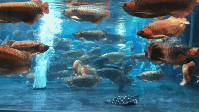 金龍魚手機壁紙（金龍魚手機壁紙可以通過以下網址獲取以下網址獲取）