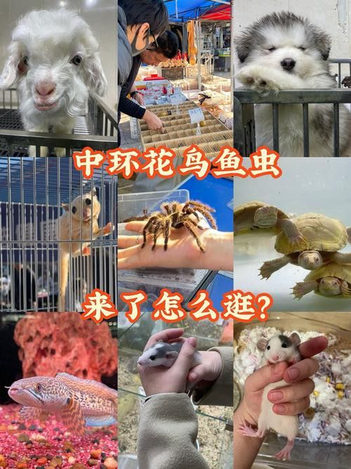 天津哪里賣龍魚比較好的店 天津哪里賣龍魚比較好的店 龍魚百科 第4張