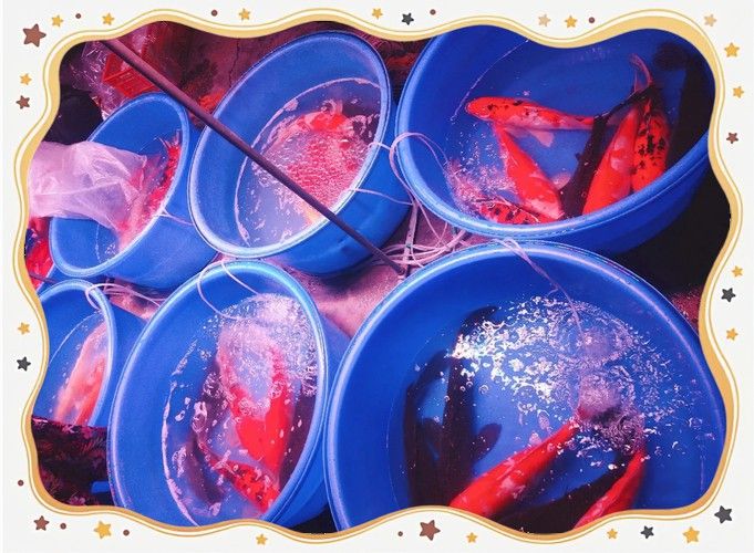 天津哪里賣龍魚比較好的店 天津哪里賣龍魚比較好的店 龍魚百科 第3張