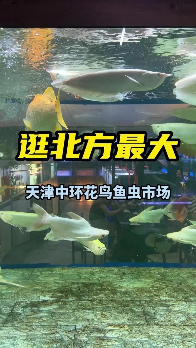 天津哪里賣龍魚比較好的店 天津哪里賣龍魚比較好的店 龍魚百科 第5張