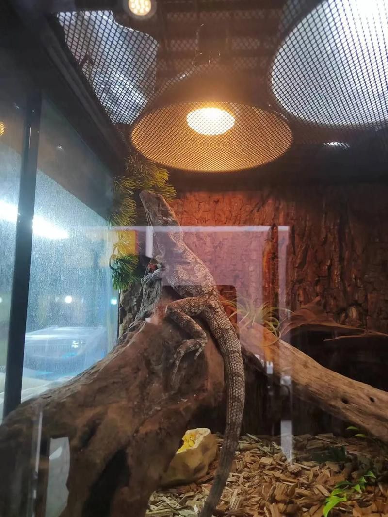 天津哪里賣龍魚比較好的店 天津哪里賣龍魚比較好的店 龍魚百科 第6張