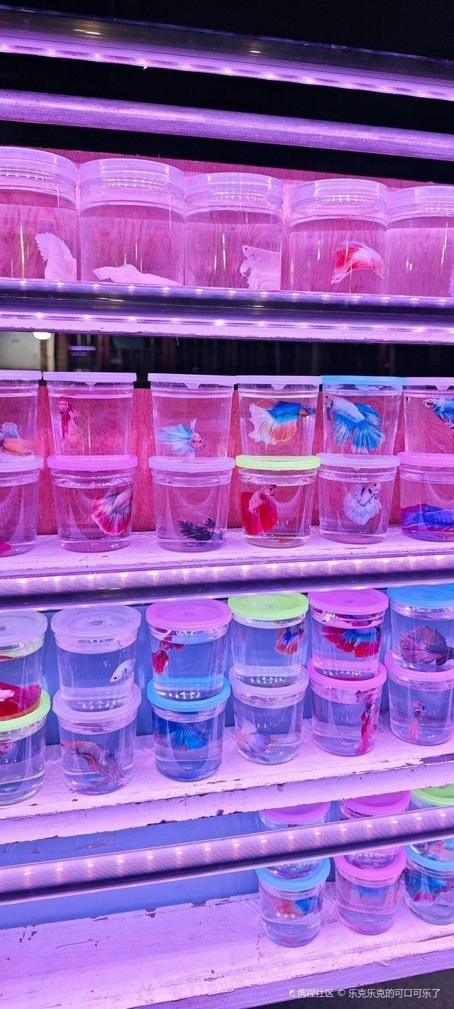 天津哪里賣龍魚比較好的店 天津哪里賣龍魚比較好的店 龍魚百科 第9張