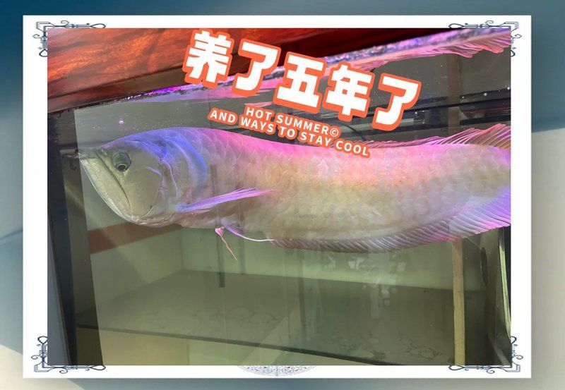 銀龍魚需要多大的活動(dòng)空間？