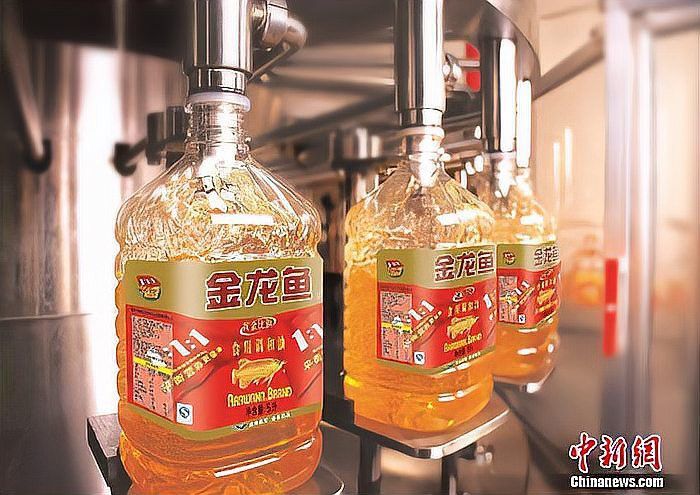 金龍魚是深圳股還是創業股