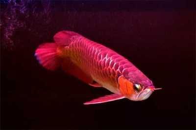 龍魚一個眼睛凹眼原因：龍魚眼睛凹陷可能是由多種原因引起的