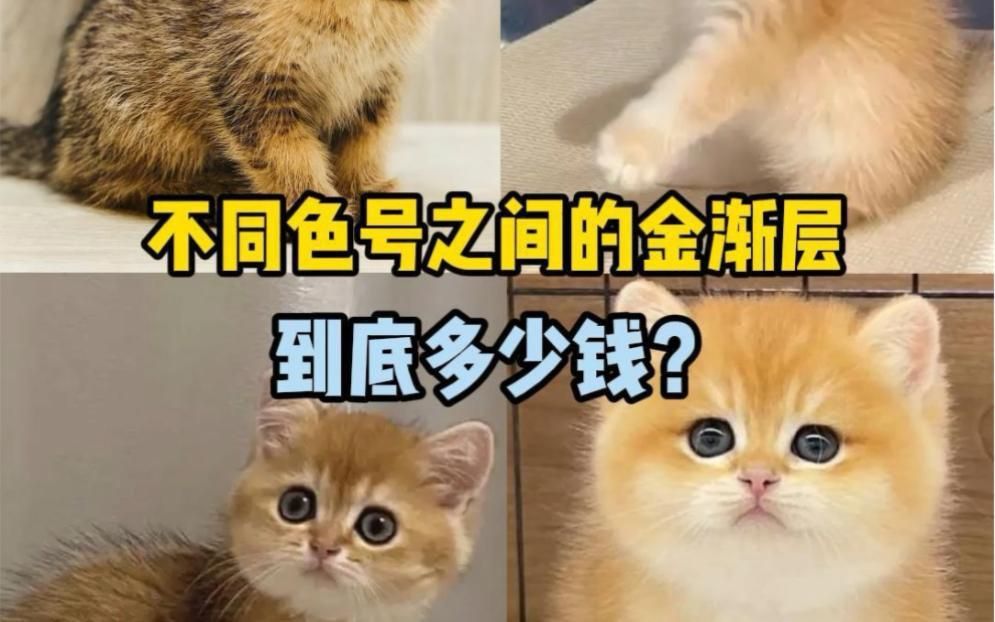 金漸層貓多少錢一只 金漸層貓多少錢一只 龍魚百科 第1張