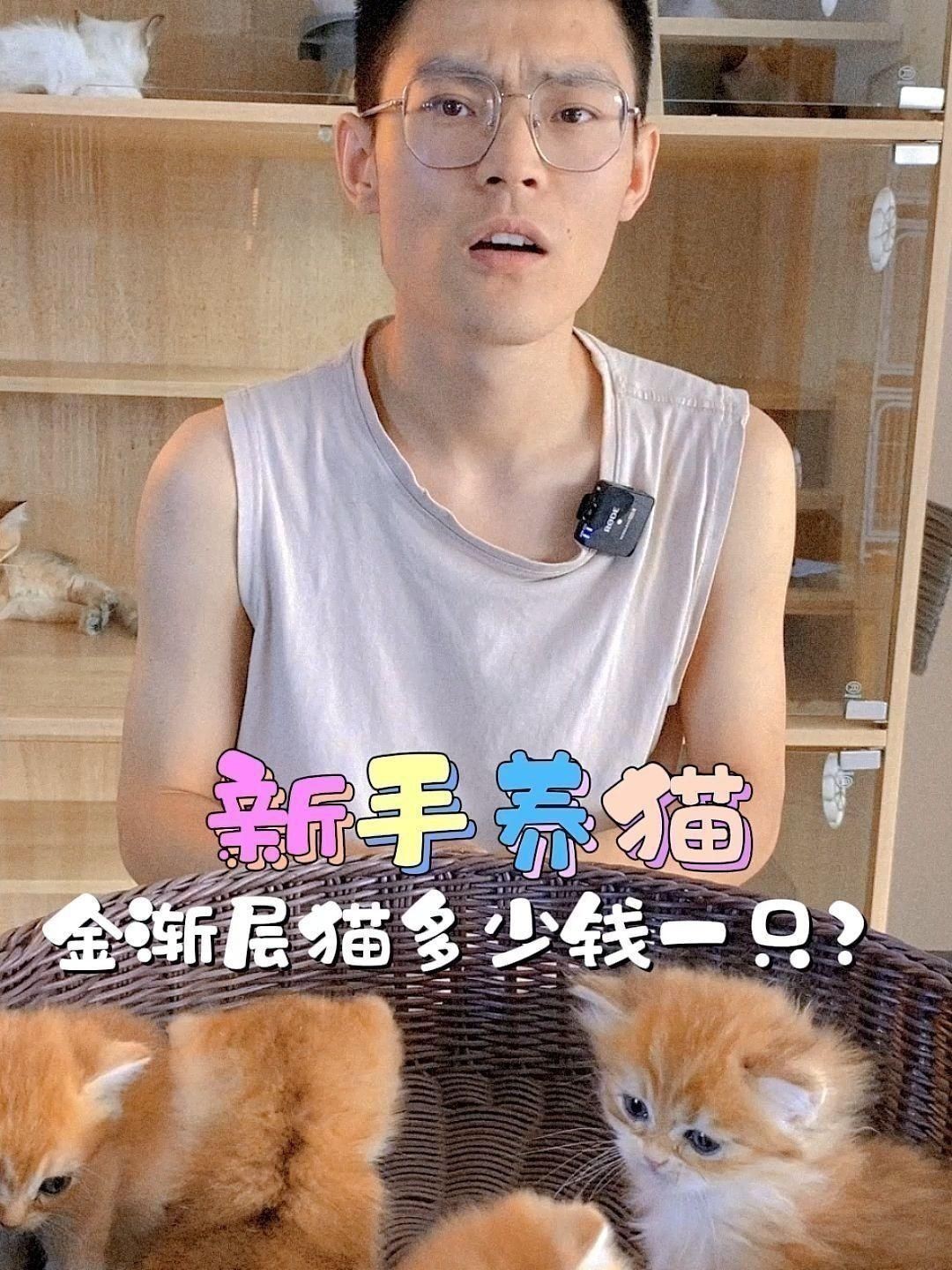 金漸層貓多少錢一只 金漸層貓多少錢一只 龍魚百科 第3張