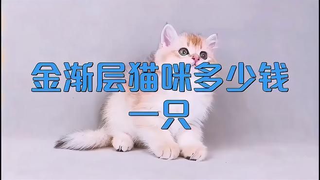 金漸層貓多少錢一只 金漸層貓多少錢一只 龍魚百科 第8張