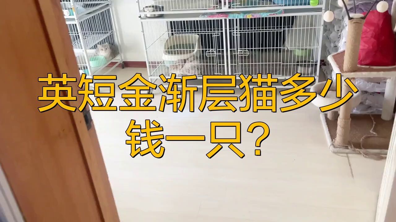 金漸層貓多少錢一只 金漸層貓多少錢一只 龍魚百科 第10張