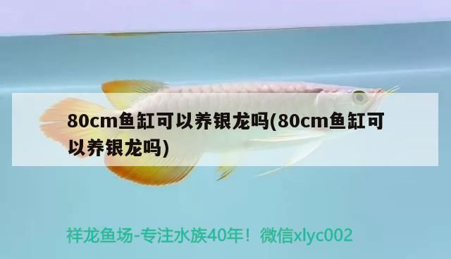 龍魚和什么魚混養最好 龍顛論壇：龍魚和什么魚養在一起最合適 龍魚和什么魚混養最好 龍顛論壇：龍魚和什么魚養在一起最合適 龍魚百科 第2張