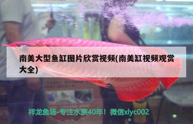 龍魚和什么魚混養最好 龍顛論壇：龍魚和什么魚養在一起最合適 龍魚和什么魚混養最好 龍顛論壇：龍魚和什么魚養在一起最合適 龍魚百科 第3張