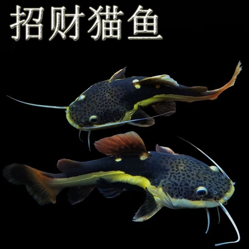 黃金貓魚混養(yǎng)注意事項：黃金貓魚和其他魚類混養(yǎng)需要注意的事項