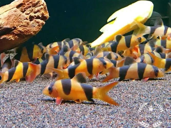 三間鼠魚能和龍魚混養嗎圖片大全 三間鼠魚能和龍魚混養嗎圖片大全 龍魚百科 第2張