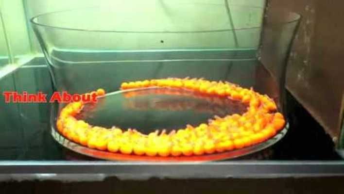 金龍魚魚卵怎么孵化出來：金龍魚卵的孵化步驟和注意事項