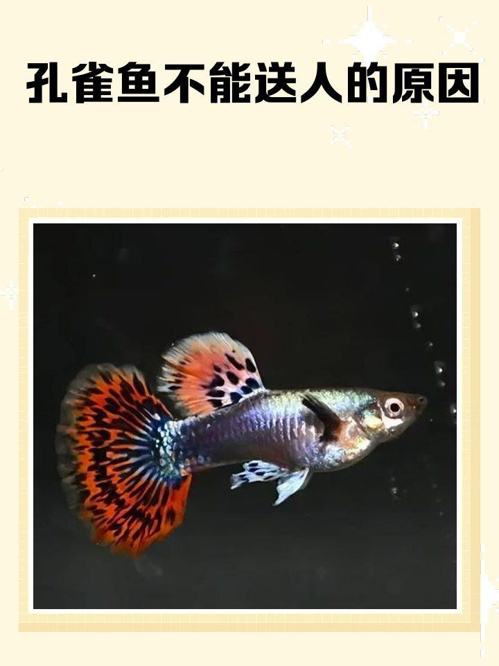 孔雀魚的寓意和象征