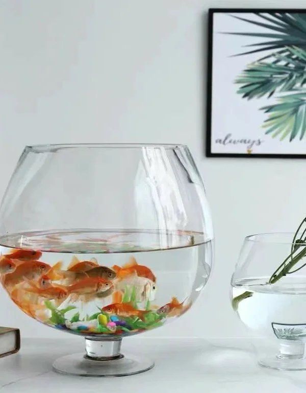 孔雀魚的寓意和象征