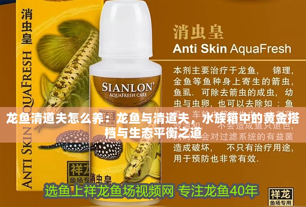 龍魚清道夫怎么養：龍魚與清道夫，水族箱中的黃金搭檔與生態平衡之道