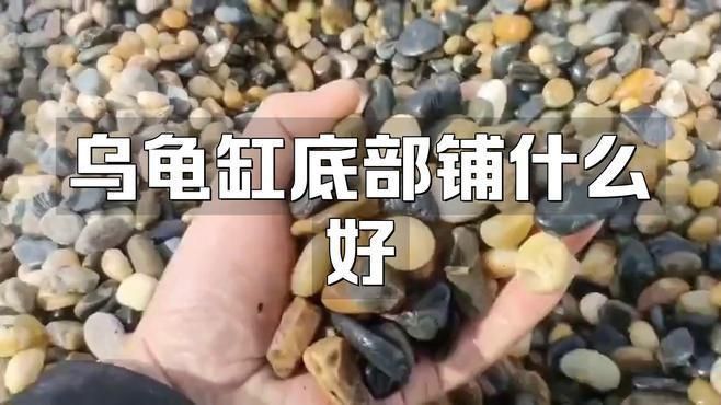 哪種石頭最適合烏龜