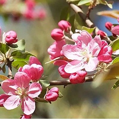 平枝海棠蒂娜的花期是什么時候？