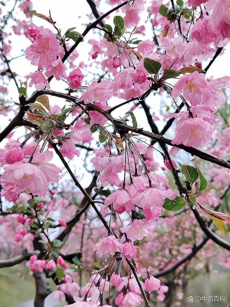 平枝海棠蒂娜的花期是什么時候？