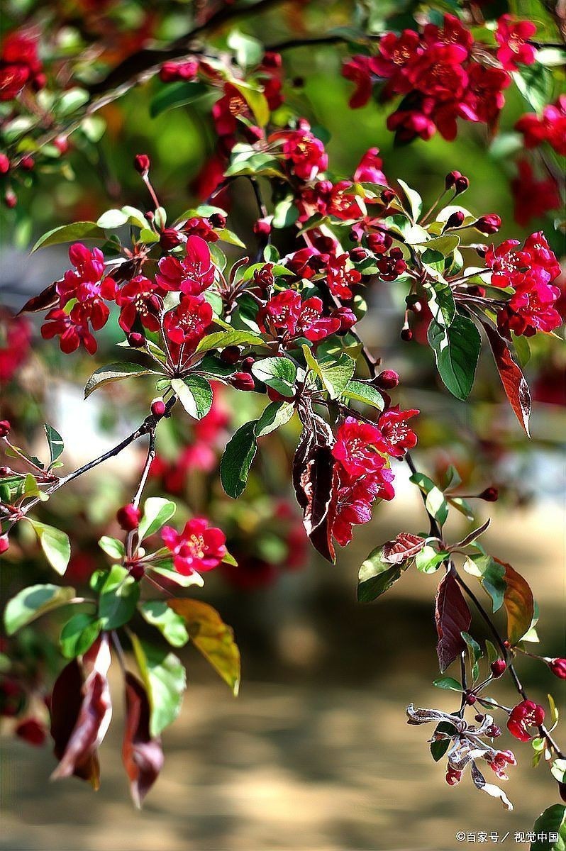 平枝海棠蒂娜的花期是什么時候？