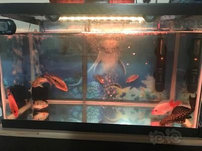 龍魚可以和什么混養(yǎng)在一起：與龍魚混養(yǎng)的幾種魚類及其他魚類及其他魚類及其原則