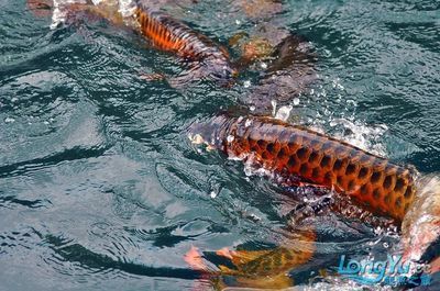 印尼知名龍魚漁場（印尼知名的龍魚漁場）