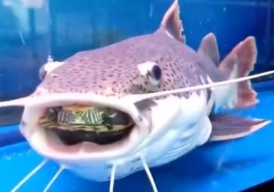 龍魚死了喂招財貓可以嗎（招財貓魚已經死亡，并且尸體仍然新鮮，沒有腐敗跡象） 龍魚死了喂招財貓可以嗎（招財貓魚已經死亡，并且尸體仍然新鮮，沒有腐敗跡象） 龍魚百科 第5張