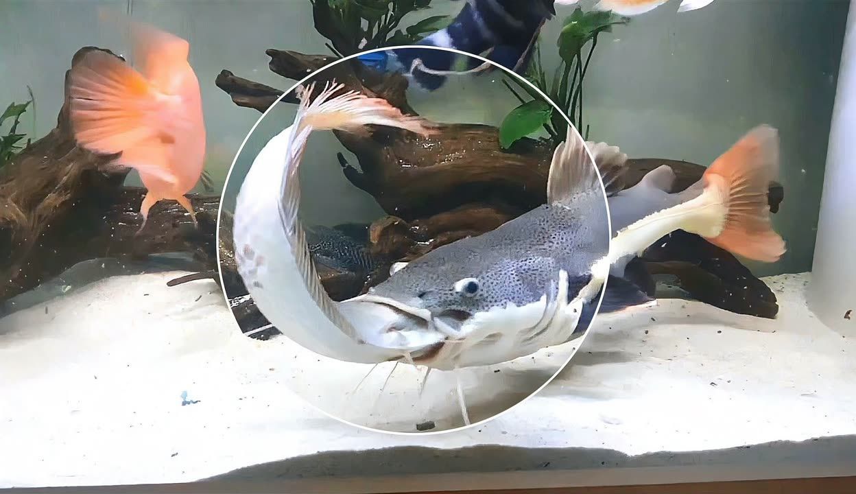 龍魚死了喂招財貓可以嗎（招財貓魚已經死亡，并且尸體仍然新鮮，沒有腐敗跡象） 龍魚死了喂招財貓可以嗎（招財貓魚已經死亡，并且尸體仍然新鮮，沒有腐敗跡象） 龍魚百科 第4張