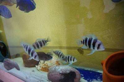 龍魚死了喂招財貓可以嗎（招財貓魚已經死亡，并且尸體仍然新鮮，沒有腐敗跡象） 龍魚死了喂招財貓可以嗎（招財貓魚已經死亡，并且尸體仍然新鮮，沒有腐敗跡象） 龍魚百科 第3張