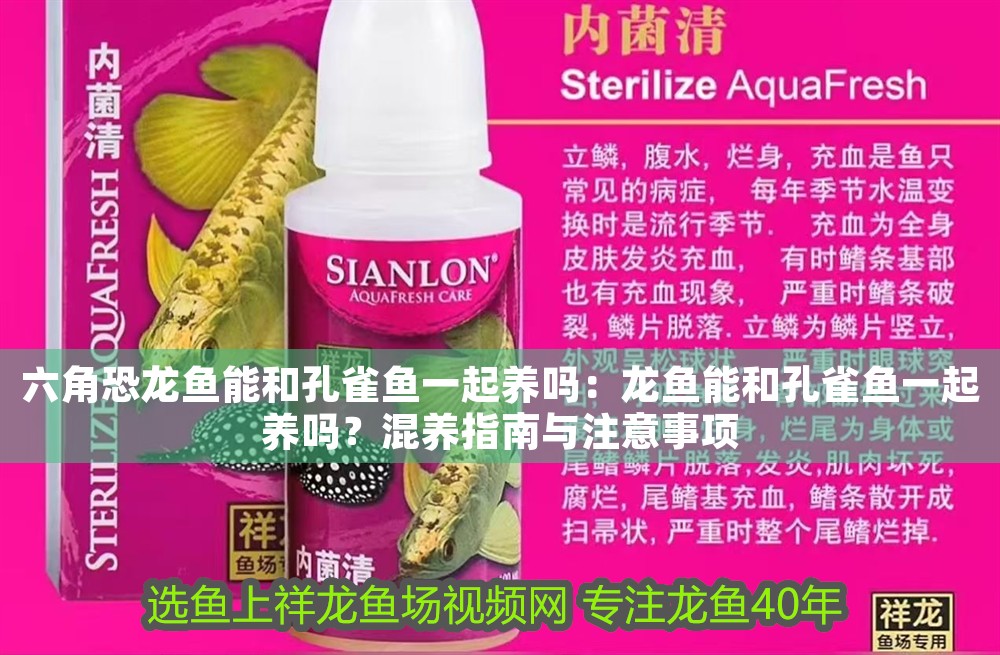 六角恐龍魚能和孔雀魚一起養嗎：龍魚能和孔雀魚一起養嗎？混養指南與注意事項