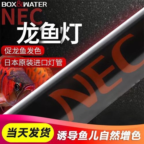 紅龍魚的最佳照明設備推薦