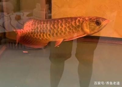 金龍魚趴缸用傲深幾號【金龍魚為什么會趴缸】