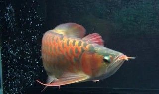 家養龍魚壽命多少年(家養龍魚的壽命在6年至10年左右,龍魚的壽命有多長) 龍魚百科 第2張 家養龍魚壽命多少年(家養龍魚的壽命在6年至10年左右,龍魚的壽命有多長) 家養龍魚壽命多少年(家養龍魚的壽命在6年至10年左右,龍魚的壽命有多長) 龍魚百科 第2張