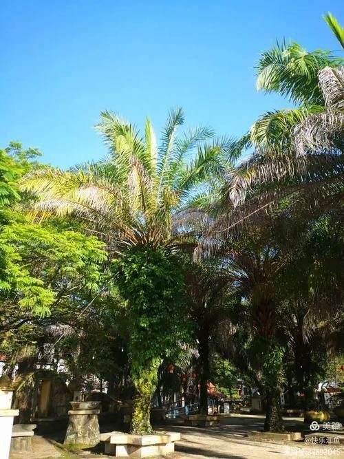馬來西亞怡保圖片 馬來西亞怡保圖片 龍魚百科 第21張