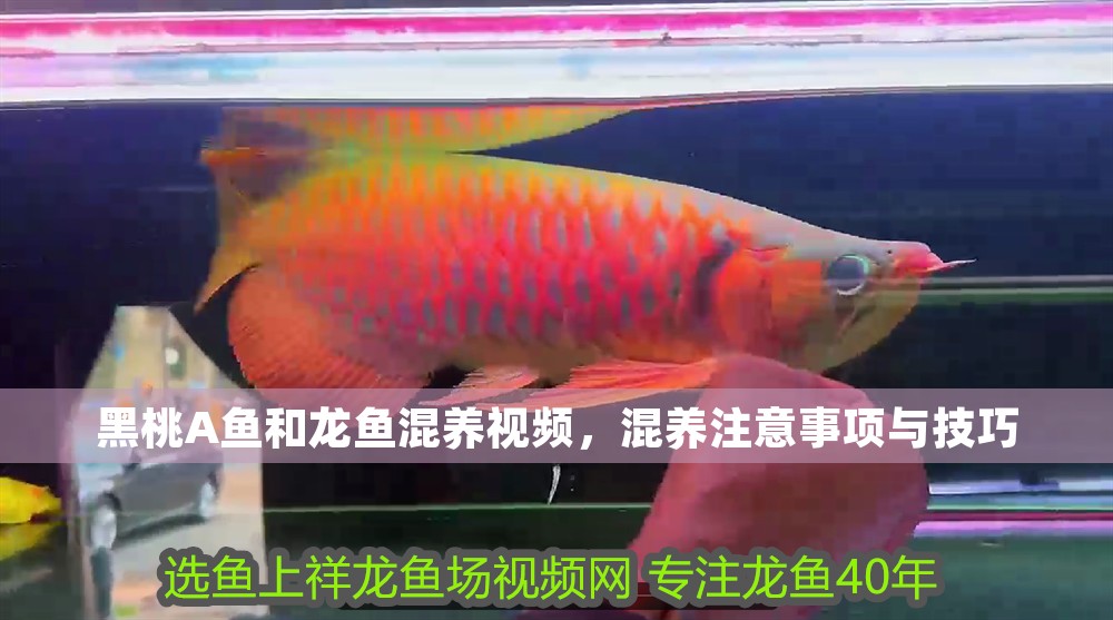 黑桃A魚和龍魚混養(yǎng)視頻，混養(yǎng)注意事項(xiàng)與技巧