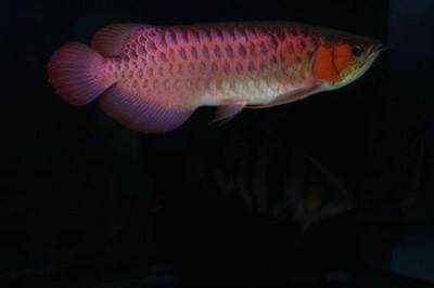 號半紅龍魚發色過程：號半紅龍魚發色過程是一個漸進的過程