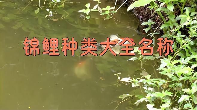 錦鯉十大品種排行榜 錦鯉十大品種排行榜 龍魚百科 第3張