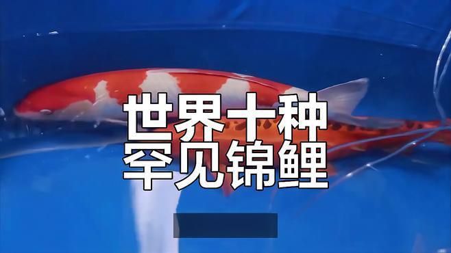 錦鯉十大品種排行榜 錦鯉十大品種排行榜 龍魚百科 第2張