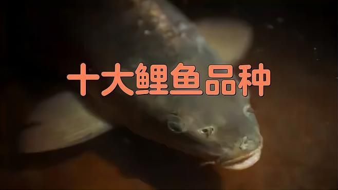錦鯉十大品種排行榜 錦鯉十大品種排行榜 龍魚百科 第4張