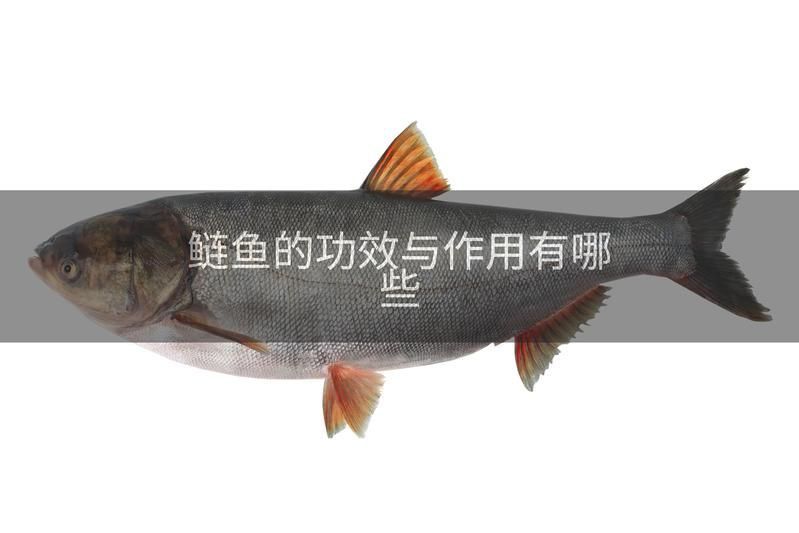 鰱魚的好處與壞處