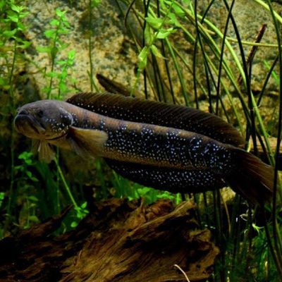 七星魚(yú)和雷龍魚(yú)哪個(gè)好養(yǎng)：七星魚(yú)與雷龍魚(yú)在養(yǎng)殖難度上有所區(qū)別 七星魚(yú)和雷龍魚(yú)哪個(gè)好養(yǎng)：七星魚(yú)與雷龍魚(yú)在養(yǎng)殖難度上有所區(qū)別 龍魚(yú)百科 第3張
